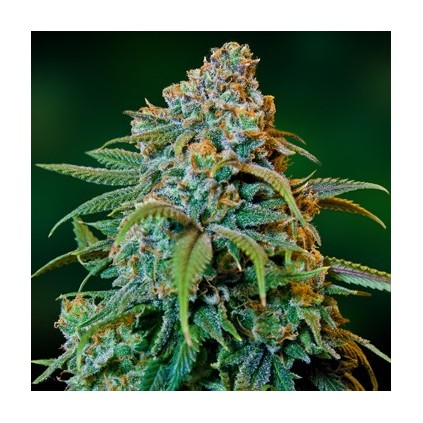 Liberty Haze Barney´s Farm