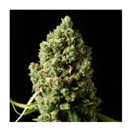 Critical Kush Barney´s Farm
