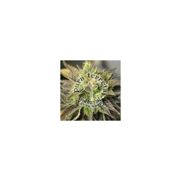 Double diesel Ryder Sagarmatha