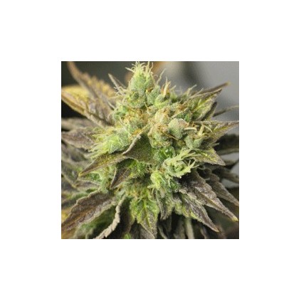 Double diesel Ryder Sagarmatha
