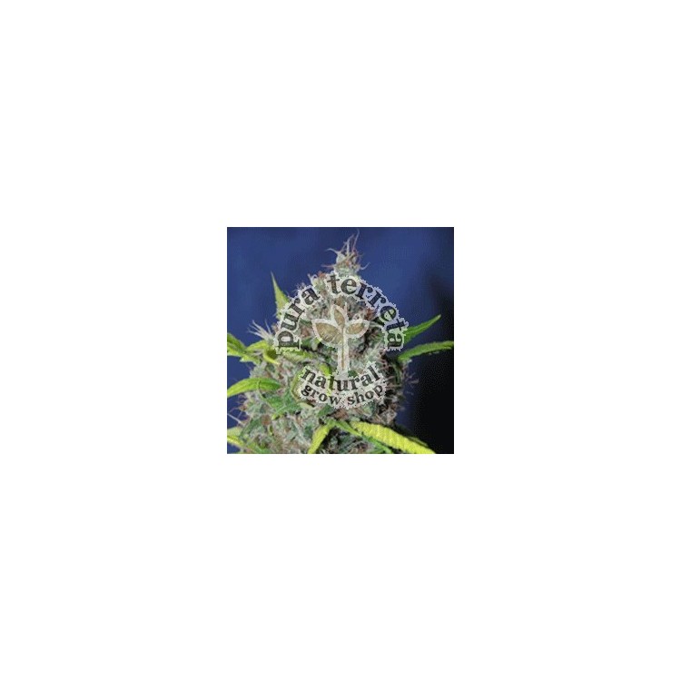Smurfberry Sagarmatha 