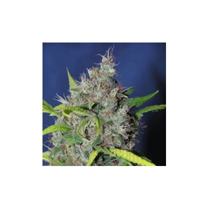 Smurfberry Sagarmatha 