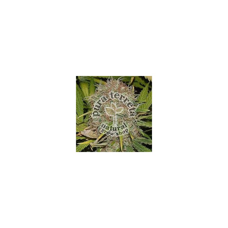 Ak 48 Sagarmatha 