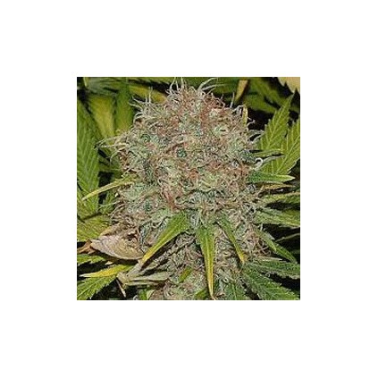 Ak 48 Sagarmatha 