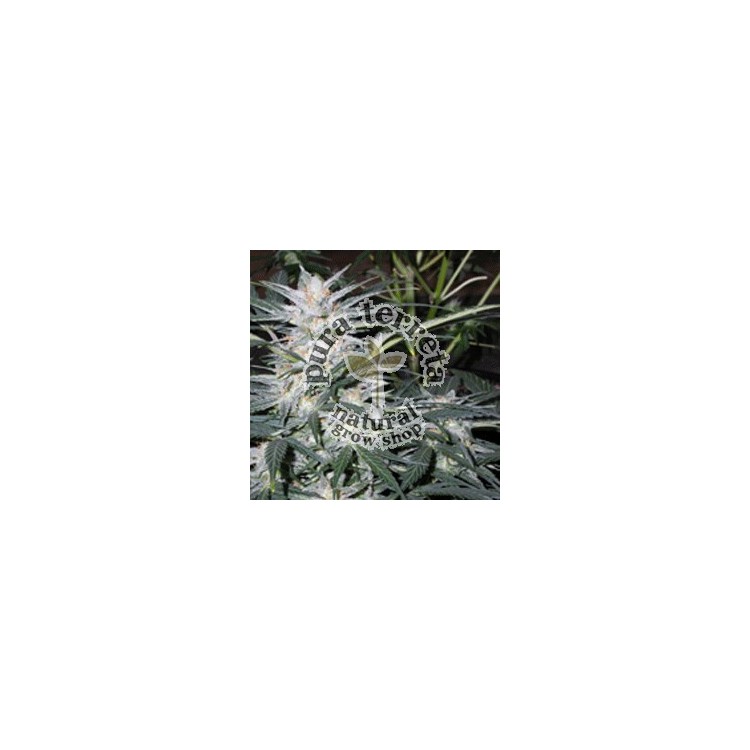 Star Ryder auto Sagarmatha 