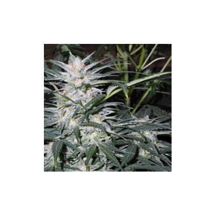 Star Ryder auto Sagarmatha 