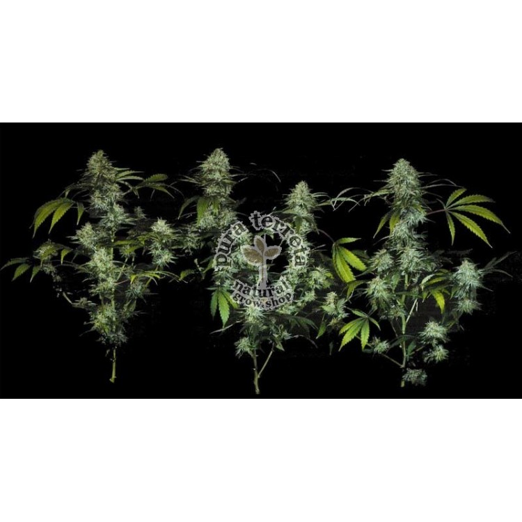 Bubblegum T.H. Seeds 