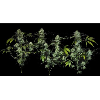 Bubblegum T.H. Seeds 