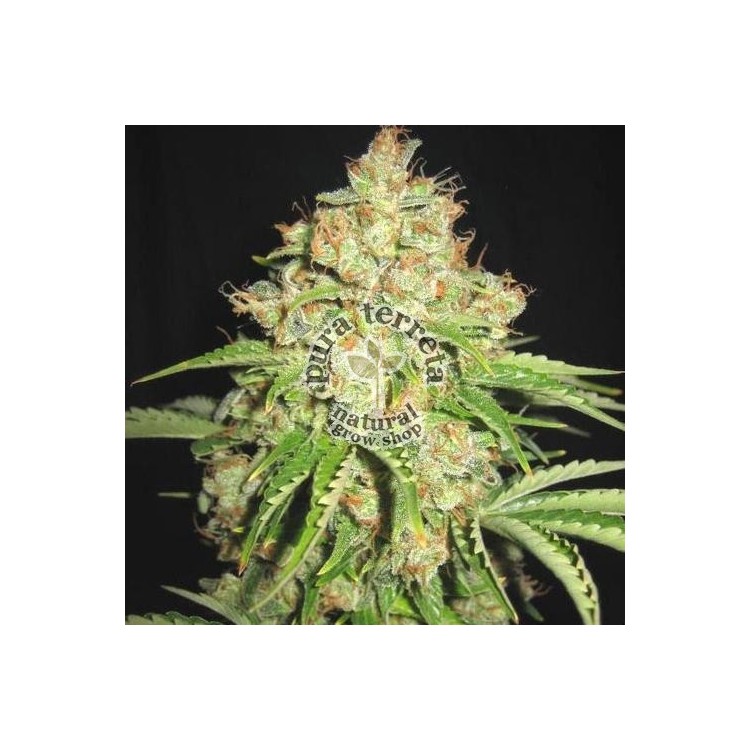 White Russian Sagarmatha 