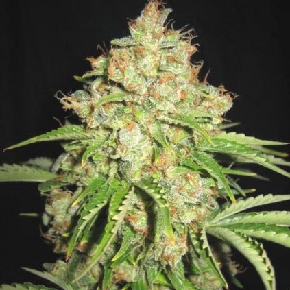White Russian Sagarmatha 