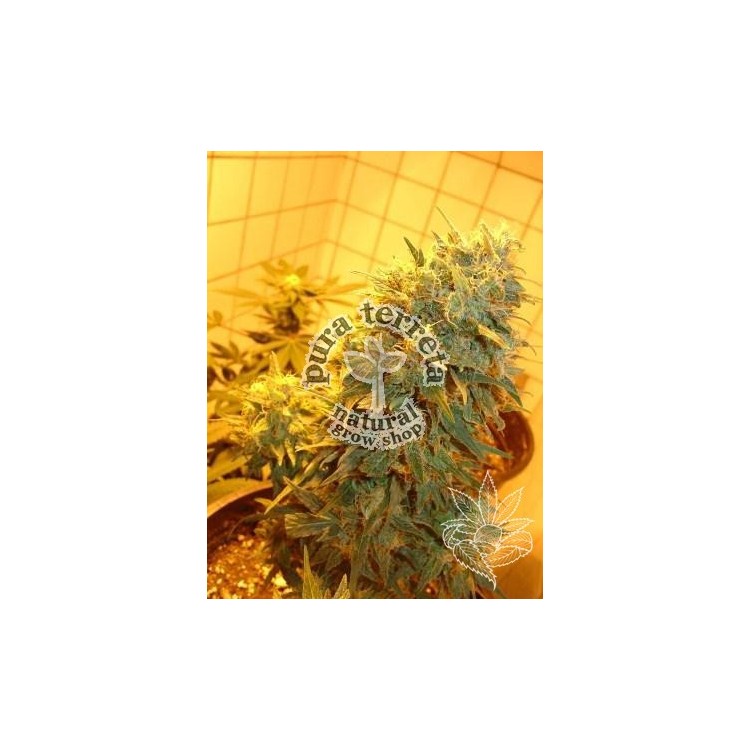 Northern lights auto homegrown españa