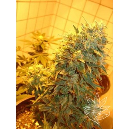 Northern lights auto homegrown españa