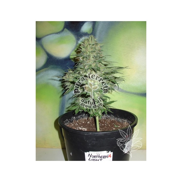 Lowryder auto homegrown