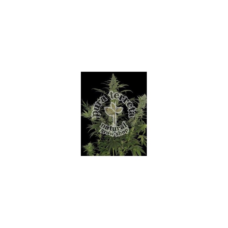 60 Day Lemon DNA Genetics 