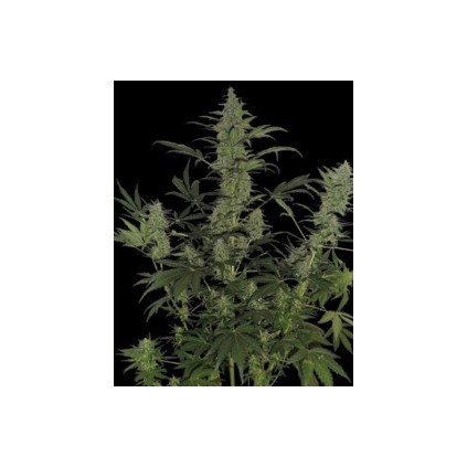 60 Day Lemon DNA Genetics 