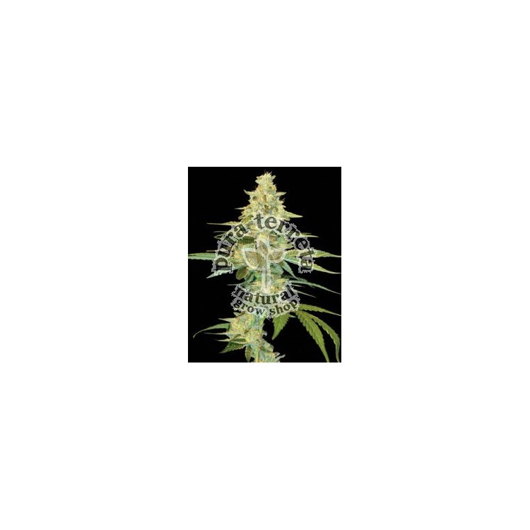 Cannalope Kush Dna Genetics