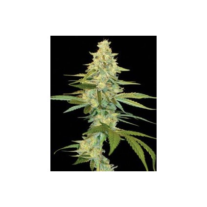 Cannalope Kush Dna Genetics
