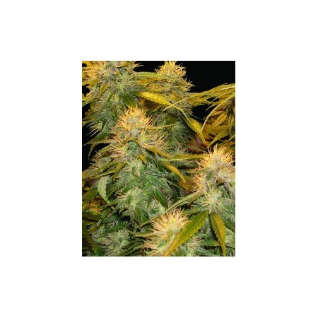 Dna mix pack Dna Genetics