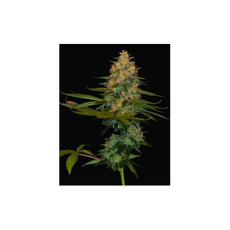 Exodus Kush Dna Genetics