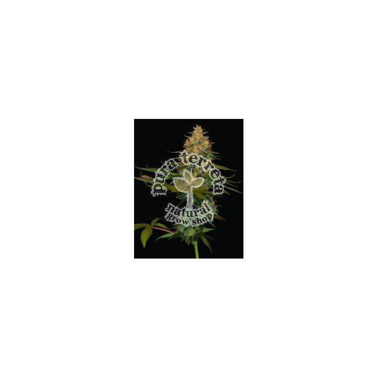 Exodus Kush Dna Genetics