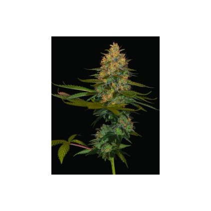 Exodus Kush Dna Genetics