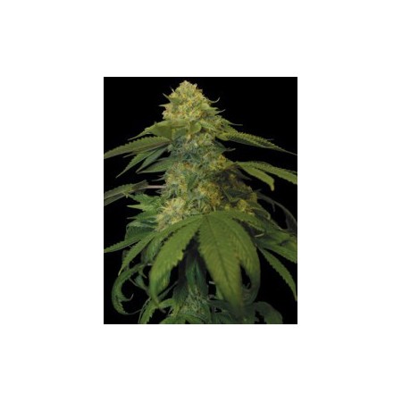 Holy Grail Kush Dna Genetics