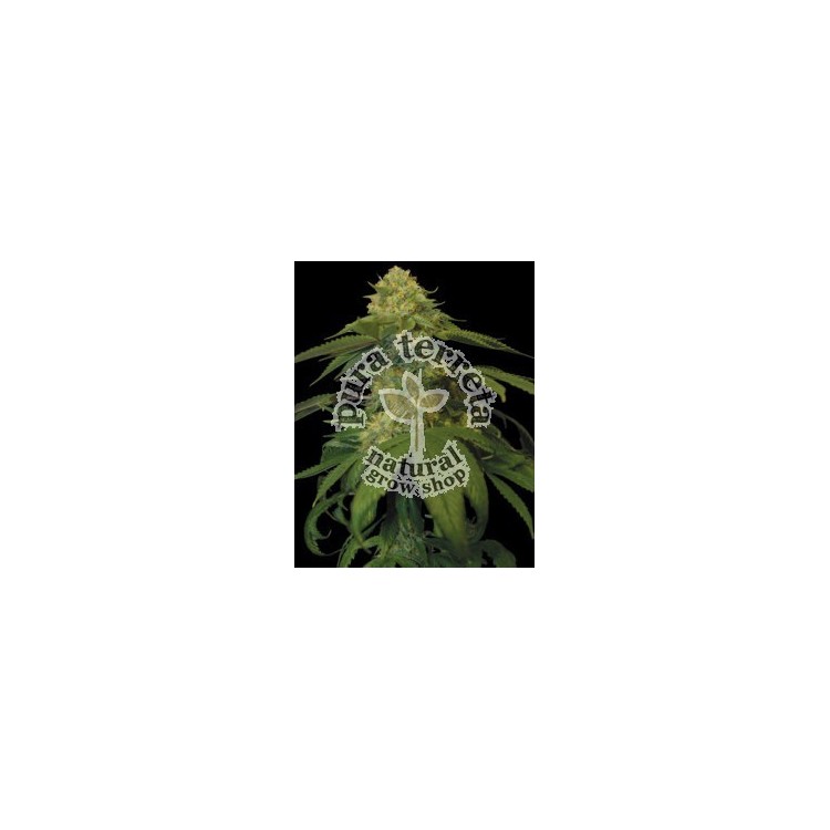 Holy Grail Kush Dna Genetics