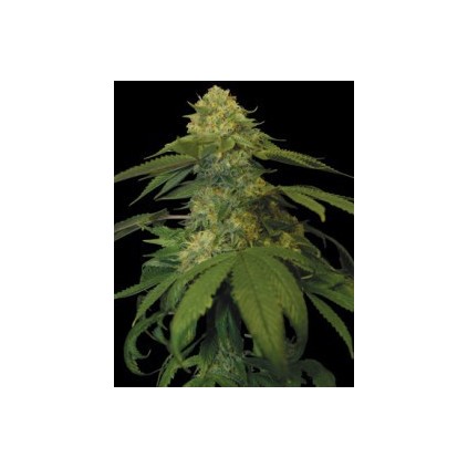 Holy Grail Kush Dna Genetics