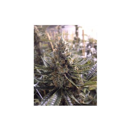 Kosher Tangie Dna Genetics