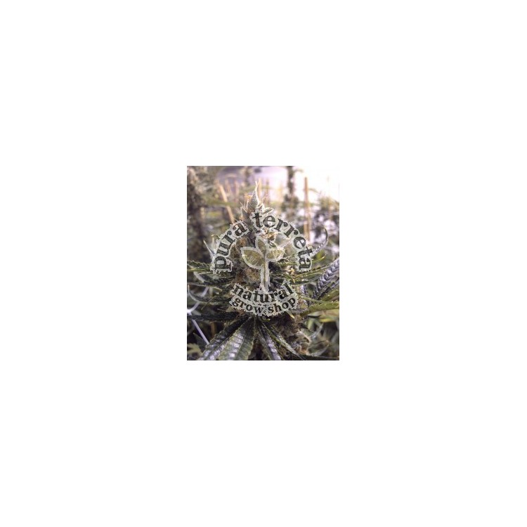 Kosher Tangie Dna Genetics