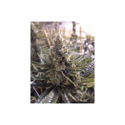 Kosher Tangie Dna Genetics