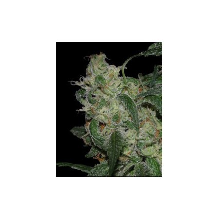 La cannalope Dna Genetics