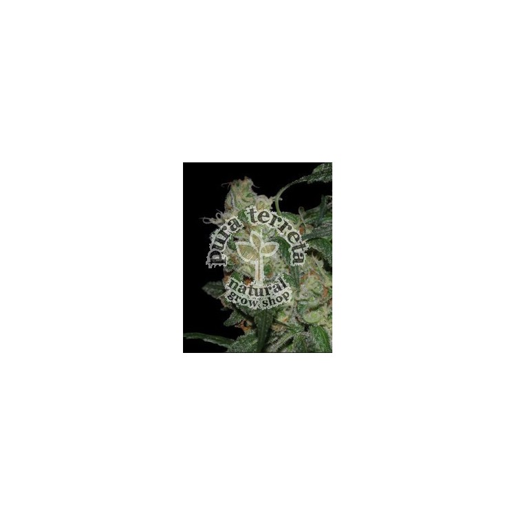 La cannalope Dna Genetics