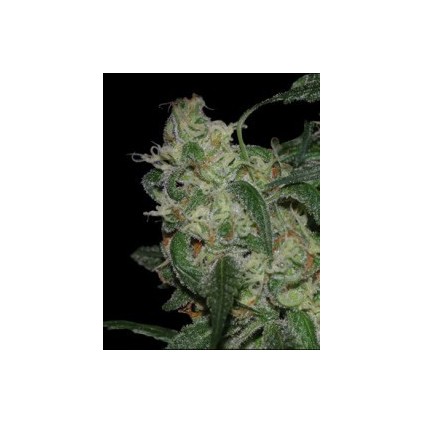 La cannalope Dna Genetics