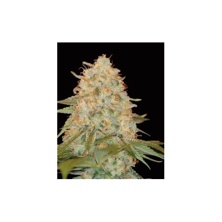 La Chocolat Dna Genetics