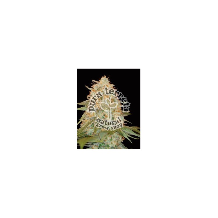 La Chocolat Dna Genetics