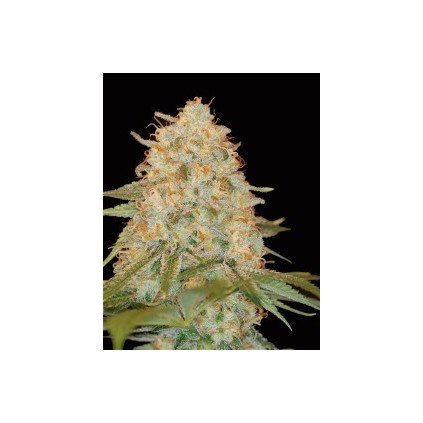 La Chocolat Dna Genetics