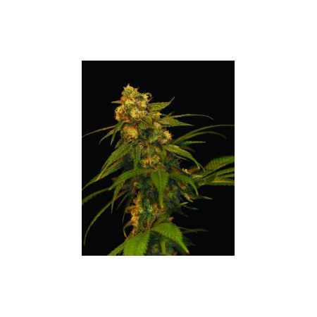 Lemon Og Kush Dna Genetics