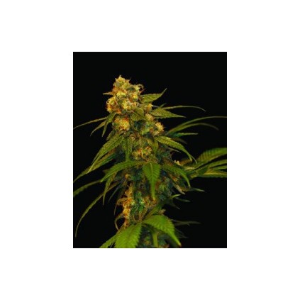 Lemon Og Kush Dna Genetics