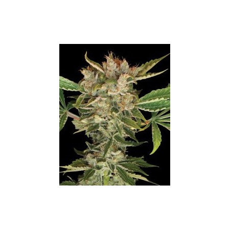 Martian Kush Dna Genetics