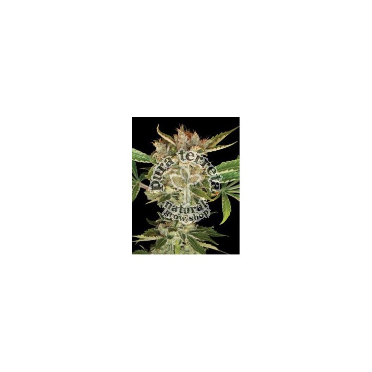 Martian Kush Dna Genetics