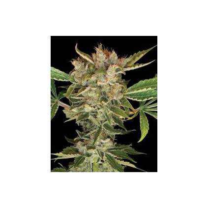 Martian Kush Dna Genetics
