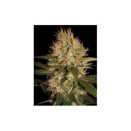 Martian Mean Green Dna Genetics