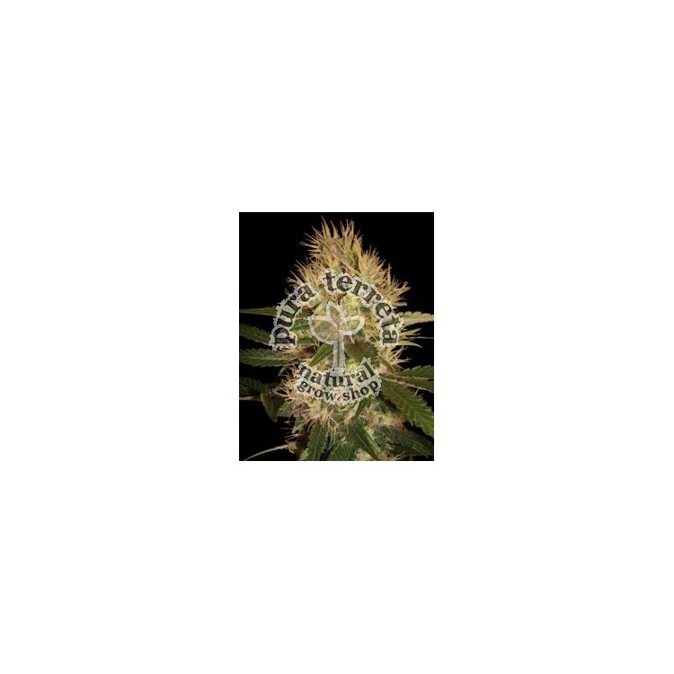 Martian Mean Green Dna Genetics