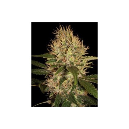 Martian Mean Green Dna Genetics