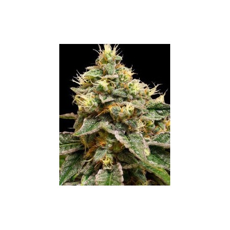 Og La Affie Dna Genetics