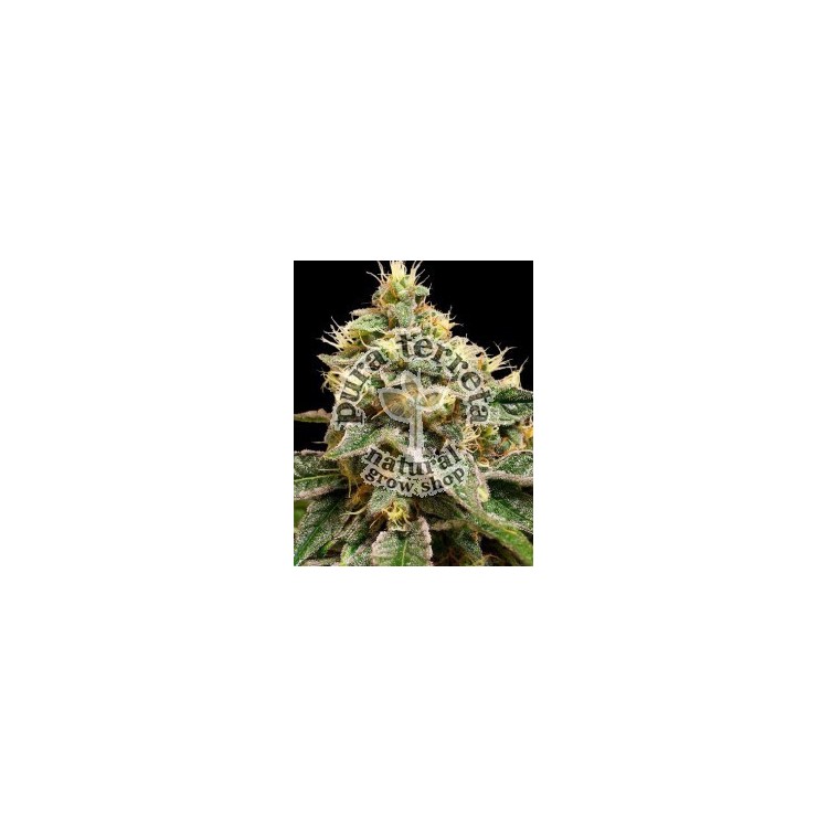 Og La Affie Dna Genetics