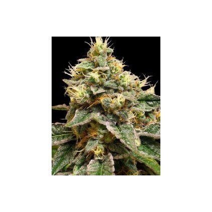 Og La Affie Dna Genetics