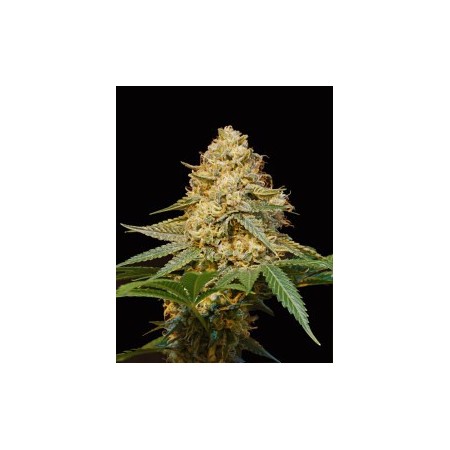 Silver La Dna Genetics