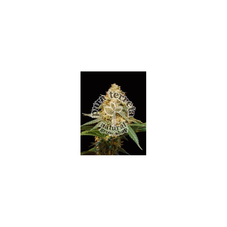 Silver La Dna Genetics